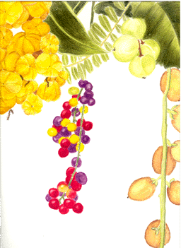 berries.GIF (137739 bytes)