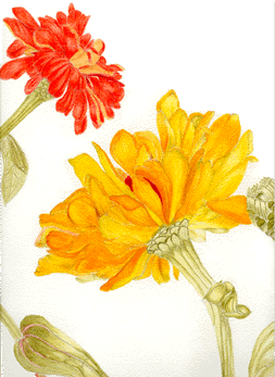 dahlia.GIF (164560 bytes)