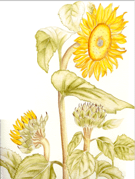 sunflowe.GIF (135186 bytes)