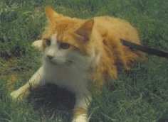 Charlie Cat Mirrored