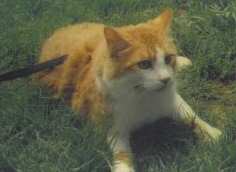 Charlie Cat
