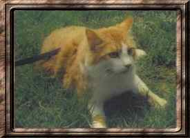 Charlie Cat
