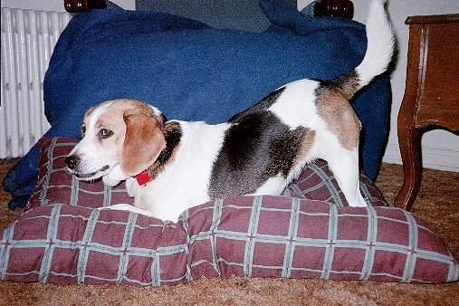 aries on her bed