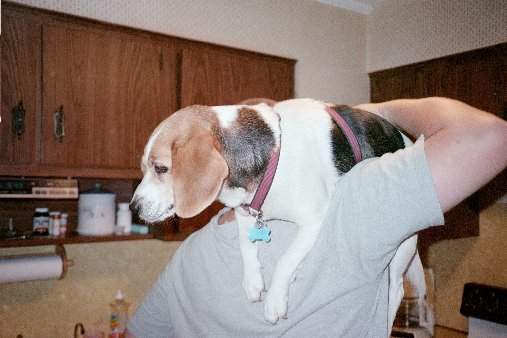 aries flying high