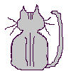 Grey cat