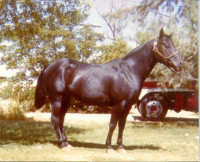 Cholo's sire.