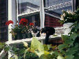 Cat & geraniums, Perkins Cove, Ogunquit, Maine