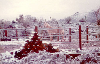 Whisky in snow
