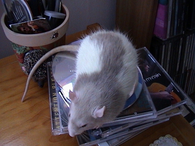Bart pees on some CD's