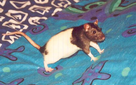 Action Rat - Wilma gets ready to pounce