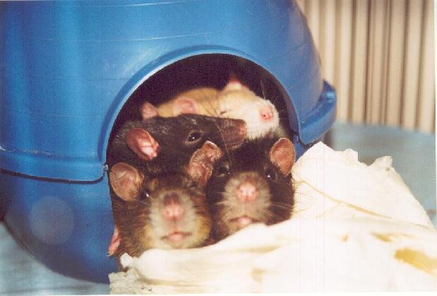 A rare quiet moment in the girl's cage