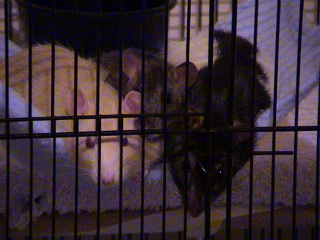 The girls "hanging out"