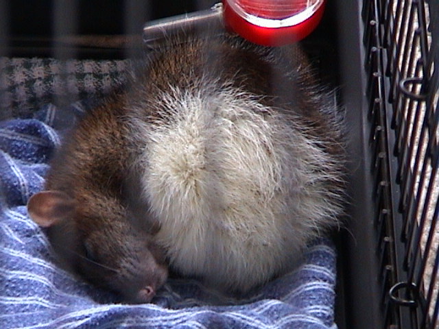 Poor sick Holly having a well-deserved sleep