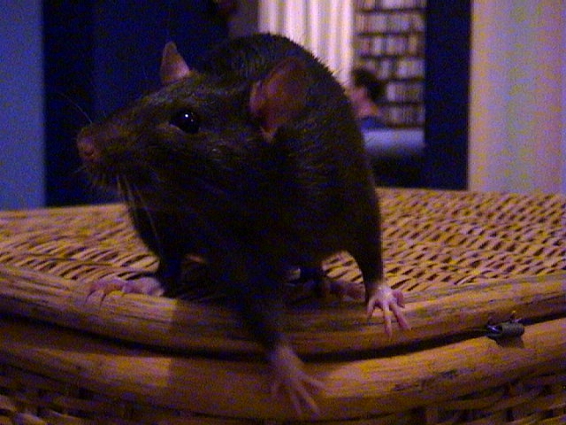 Lara on the laundry hamper