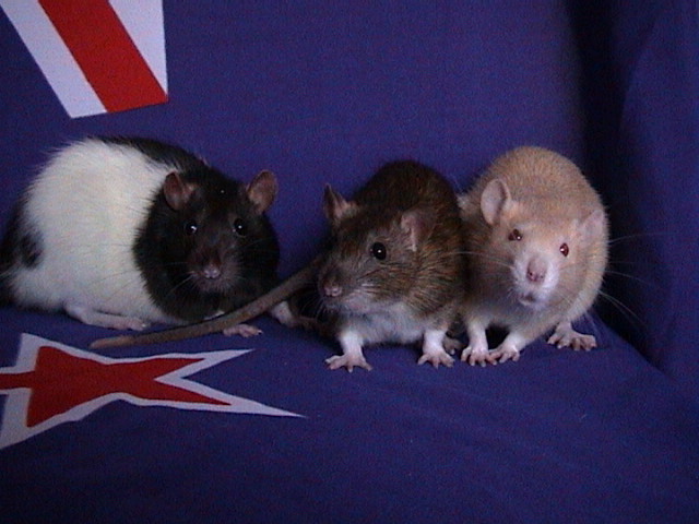 Wilma, Phoebe and Sarah
