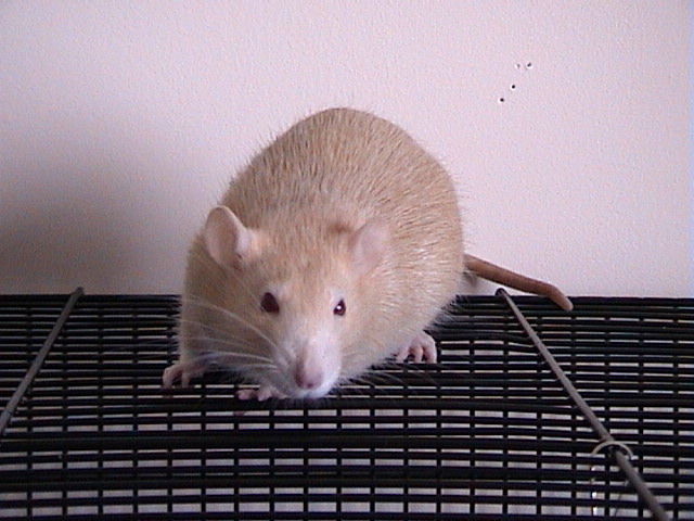 Silverfawn Sarah