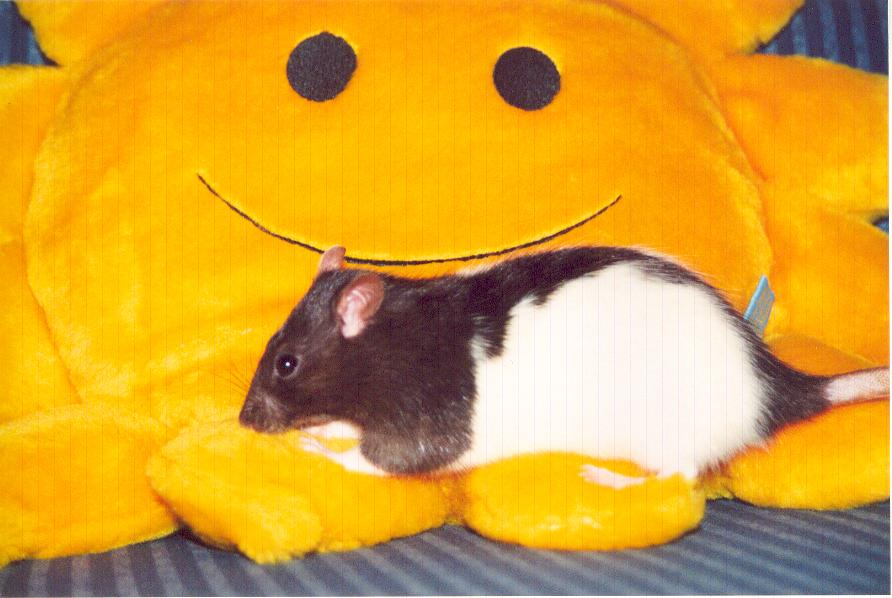 Bring me sunshine....&nbsp; Wilma takes up singing
