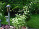 BackYardTreesArchGood.jpg (117026 bytes)