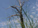 BeachBareTree.jpg (75903 bytes)
