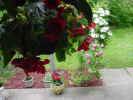GardenRoses.jpg (98579 bytes)
