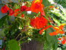 HangingBegonia.jpg (88388 bytes)
