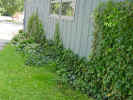 IvyWall.jpg (110642 bytes)