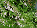 Lavendar.jpg (114507 bytes)