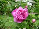 RoseCloseup.jpg (78413 bytes)