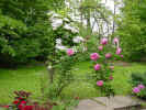 RosesClimatusTrees.jpg (129263 bytes)