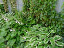 SideYardCloseUp.jpg (112928 bytes)