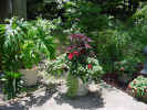 TropicalPlantHerbGarden.jpg (125706 bytes)