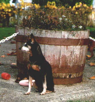 From The Past Comes The Future, Classic is in every pedigree of our winning dogs of today