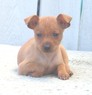 Multi Group Placer/ Multi Puppy Group Winner Ch. LilDevils Devlish Devon