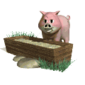 oink oink oink