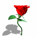 dancingrosered.gif (18101 bytes)