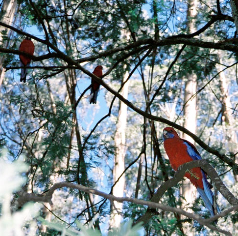 Crimson Rosellas