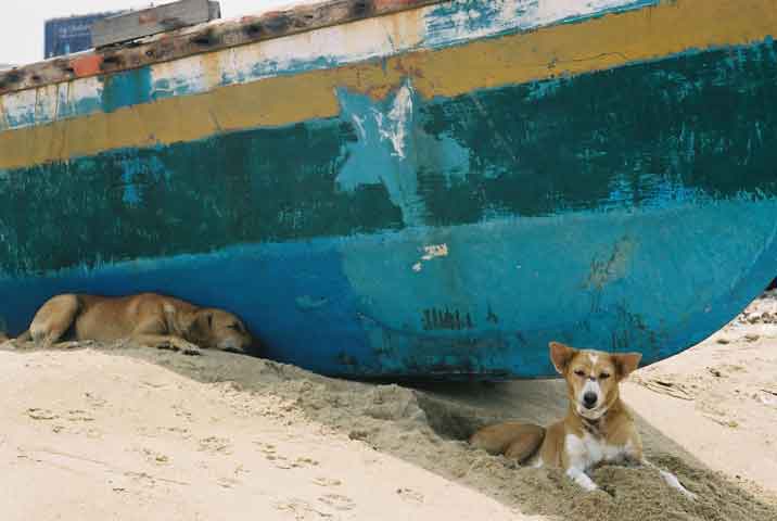 Dogs at the beach