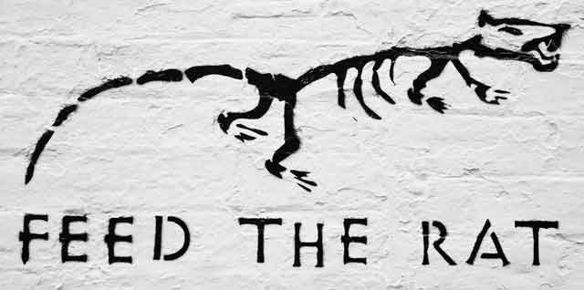 Feed The Rat