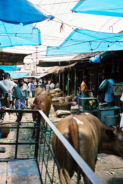 Indian Market