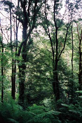 Melba Gulley rainforest