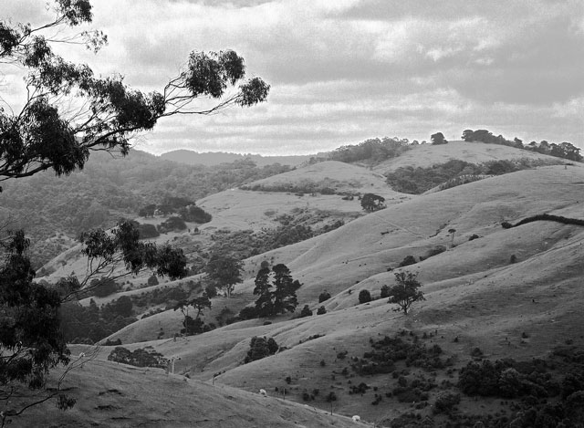 Hillside in the Otway ranges