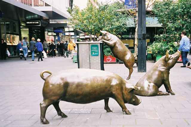 Pigs