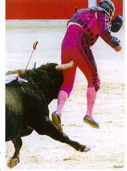 Bull