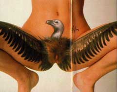 Bird