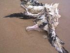 _albatross.jpg