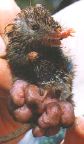 _antechinus.jpg