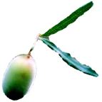 _appleb.jpg
