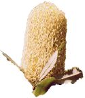 _banksia.jpg