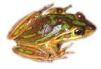 _bellfrog.jpg