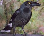 _currawong.jpg
